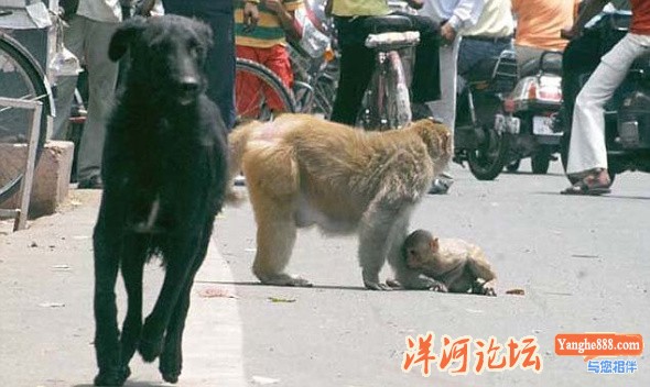 印度街头猴妈妈撕咬野狗救下幼仔04.jpg